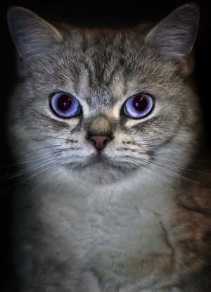 Portrait dreier Katzen vor schwarzem Hintergrund die alle nach links schauen.